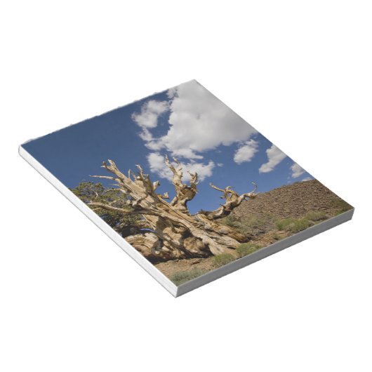 Bristlecone in het Ancient Bristlecone Forest, Notitieblok (Schuin)