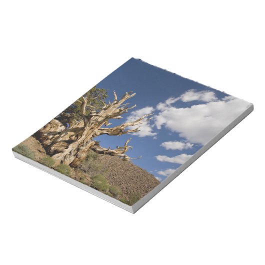 Bristlecone in het Ancient Bristlecone Forest, Notitieblok (Linkerzijde)