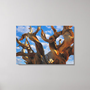 Bristlecone Pijnboom Canvas Afdruk