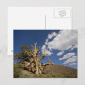 Bristlecone pijnboom in Ancient Bristlecone Forest Briefkaart (Voorkant / Achterkant)