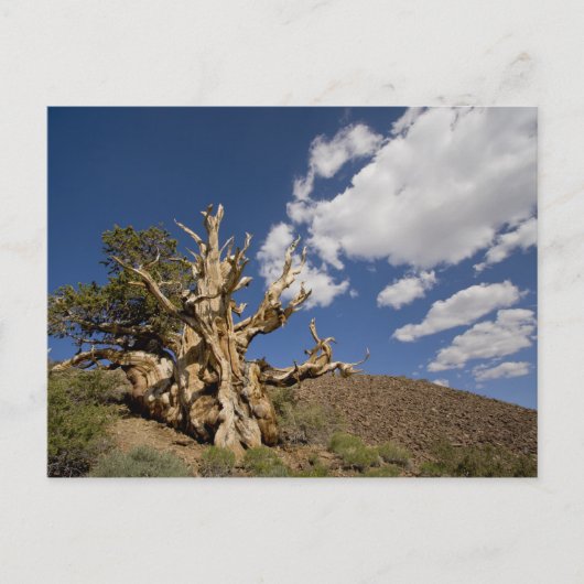 Bristlecone pijnboom in Ancient Bristlecone Forest Briefkaart (Voorkant)