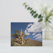 Bristlecone pijnboom in Ancient Bristlecone Forest Briefkaart (Staand voorkant)