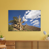 Bristlecone pijnboom in Ancient Bristlecone Forest Canvas Afdruk (Insitu (Woonkamer))