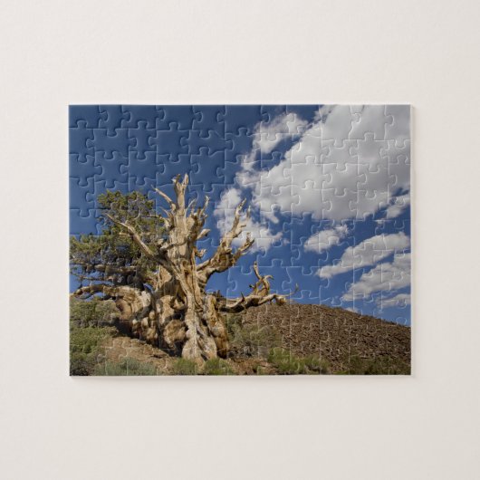 Bristlecone pijnboom in Ancient Bristlecone Forest Legpuzzel (Horizontaal)