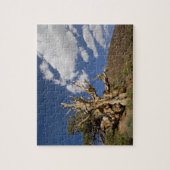 Bristlecone pijnboom in Ancient Bristlecone Forest Legpuzzel (Verticaal)