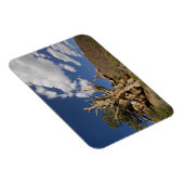 Bristlecone pijnboom in Ancient Bristlecone Forest Magneet (Rechterzijde)