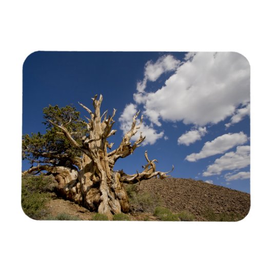 Bristlecone pijnboom in Ancient Bristlecone Forest Magneet (Horizontaal)