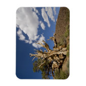 Bristlecone pijnboom in Ancient Bristlecone Forest Magneet (Verticaal)