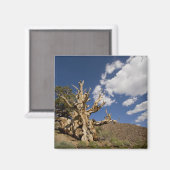 Bristlecone pijnboom in Ancient Bristlecone Forest Magneet (Voorkant / Achterkant)