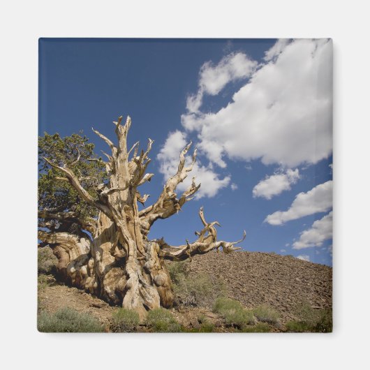 Bristlecone pijnboom in Ancient Bristlecone Forest Magneet (Voorkant)