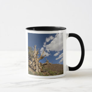 Bristlecone pijnboom in Ancient Bristlecone Forest Mok
