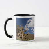 Bristlecone pijnboom in Ancient Bristlecone Forest Mok (Links)