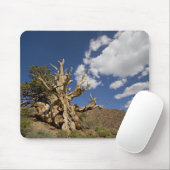 Bristlecone pijnboom in Ancient Bristlecone Forest Muismat (Met muis)