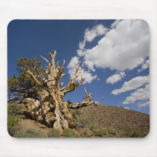 Bristlecone pijnboom in Ancient Bristlecone Forest Muismat (Voorkant)