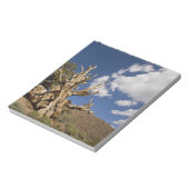 Bristlecone pijnboom in Ancient Bristlecone Forest Notitieblok (Linkerzijde)
