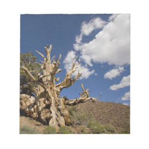 Bristlecone pijnboom in Ancient Bristlecone Forest Notitieblok