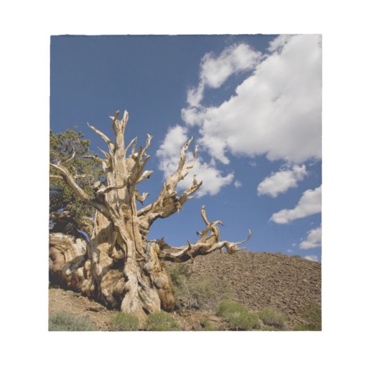 Bristlecone pijnboom in Ancient Bristlecone Forest Notitieblok (Voorkant)