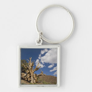 Bristlecone pijnboom in Ancient Bristlecone Forest Sleutelhanger