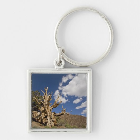 Bristlecone pijnboom in Ancient Bristlecone Forest Sleutelhanger (Voorkant)