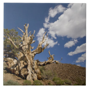 Bristlecone pijnboom in Ancient Bristlecone Forest Tegeltje