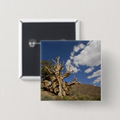 Bristlecone pijnboom in Ancient Bristlecone Forest Vierkante Button 5,1 Cm (Voorkant /achterkant)