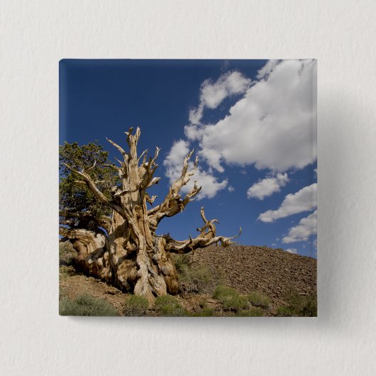 Bristlecone pijnboom in Ancient Bristlecone Forest Vierkante Button 5,1 Cm (Voorkant)