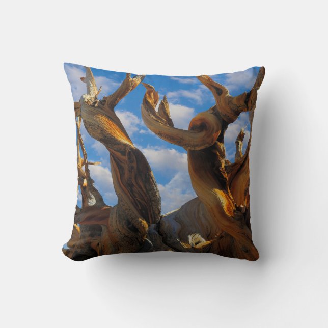 Bristlecone pijnboom kussen (Voorkant)