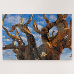 Bristlecone Pijnboom Legpuzzel