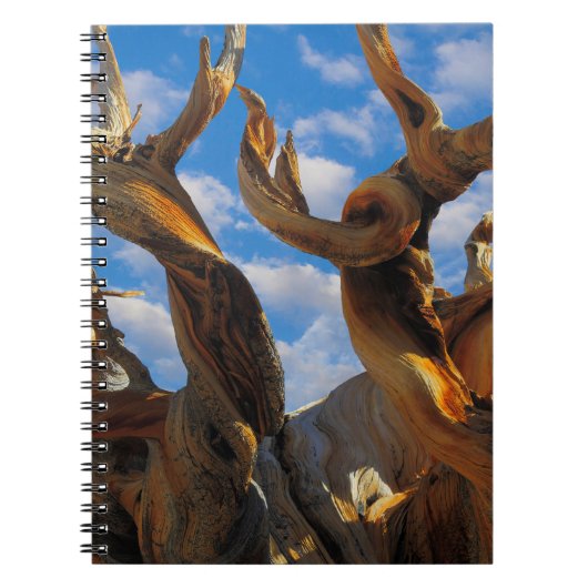 Bristlecone Pijnboom Notitieboek (Voorkant)