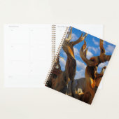 Bristlecone Pijnboom Planner (Display)