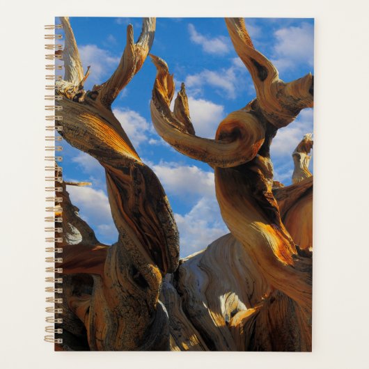 Bristlecone Pijnboom Planner (Voorkant)