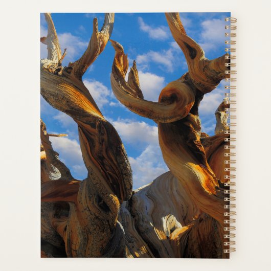 Bristlecone Pijnboom Planner (Achterkant)