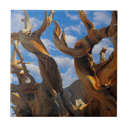 Bristlecone Pijnboom Tegeltje (Voorkant)