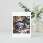 Bristlecone Pine 1 Briefkaart (Staand voorkant)