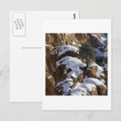 Bristlecone Pine 1 Briefkaart (Voorkant / Achterkant)
