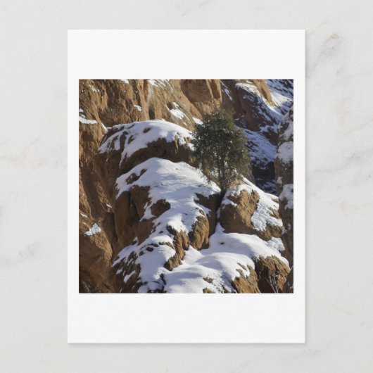 Bristlecone Pine 1 Briefkaart (Voorkant)