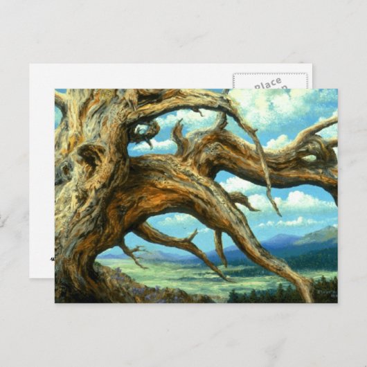 Bristlecone Pine Briefkaart (Voorkant / Achterkant)