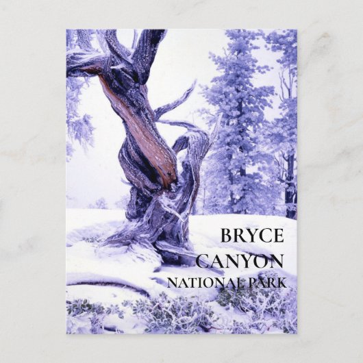 Bristlecone Pine in Winter Snow Briefkaart (Voorkant)