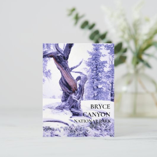 Bristlecone Pine in Winter Snow Briefkaart (Staand voorkant)