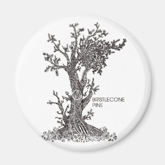 Bristlecone Pine Magneet