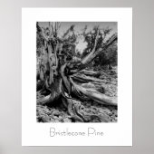 Bristlecone Pine Poster (Voorkant)