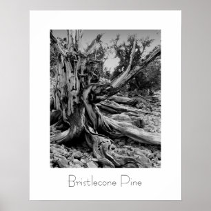 Bristlecone Pine Poster