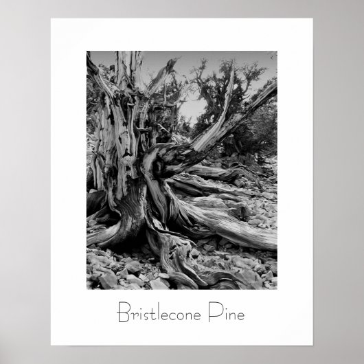 Bristlecone Pine Poster (Voorkant)