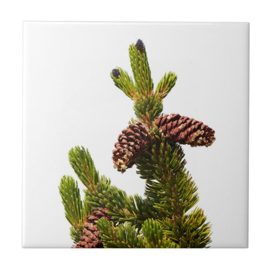 Bristlecone Pine Tegeltje (Voorkant)