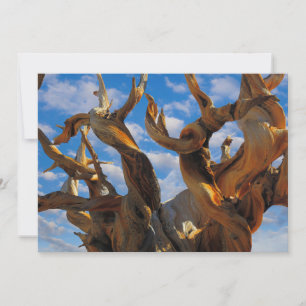 Bristlecone Pine Tree Bedankkaart