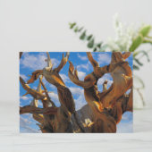 Bristlecone Pine Tree Bedankkaart (Staand voorkant)