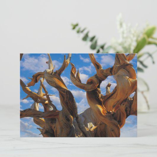 Bristlecone Pine Tree Bedankkaart (Staand voorkant)
