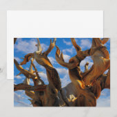 Bristlecone Pine Tree Bedankkaart (Voorkant / Achterkant)