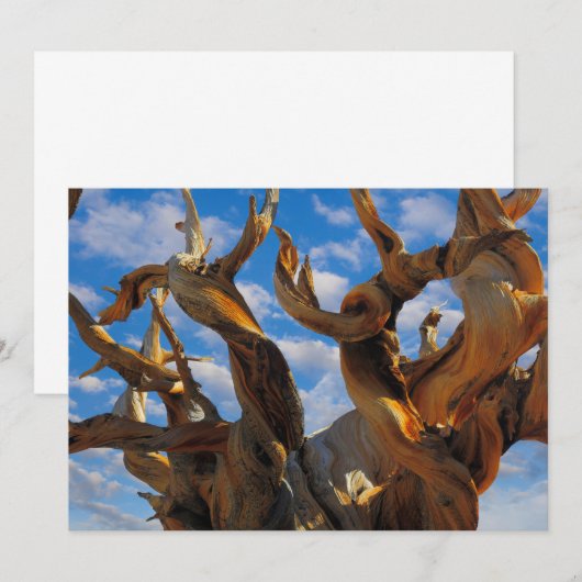 Bristlecone Pine Tree Bedankkaart (Voorkant / Achterkant)