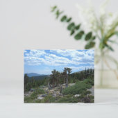 Bristlecone Pine Tree Briefkaart (Staand voorkant)